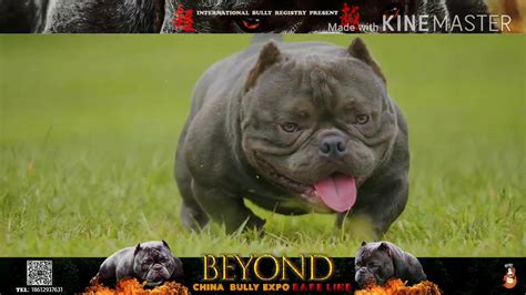 Micro american bully exotic blood .